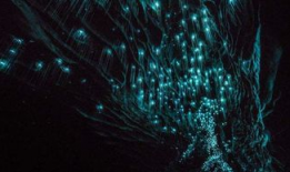 萤火虫视频,捕捉光影之美，探索生活瞬间